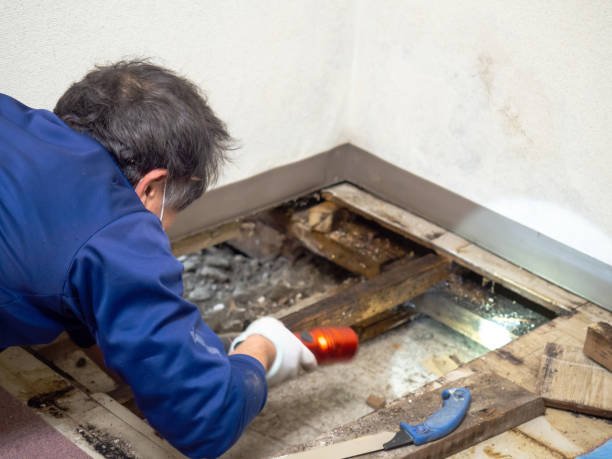 Best Emergency Mold Remediation in Camilla, GA