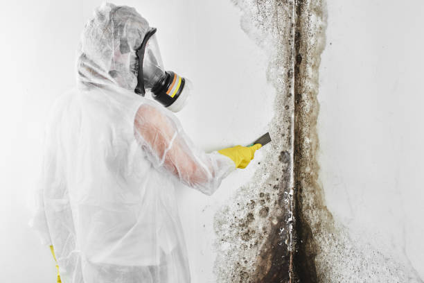 Best Basement Mold Remediation in Camilla, GA