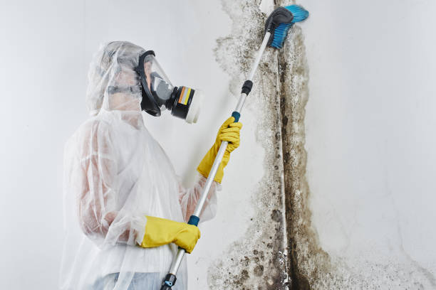 Best Mold Testing and Inspection Services in Camilla, GA