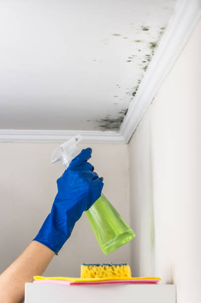 Best Industrial Mold Remediation in Camilla, GA