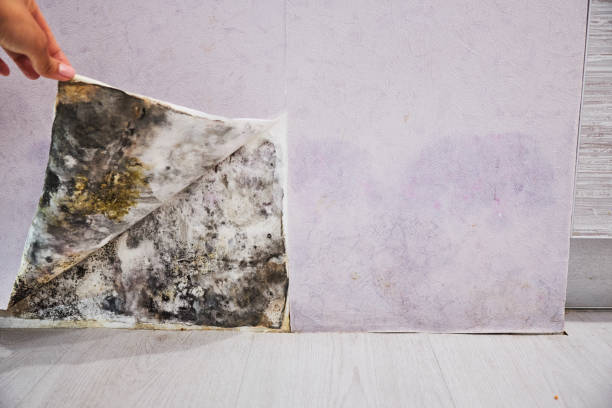 Best Attic Mold Remediation in Camilla, GA